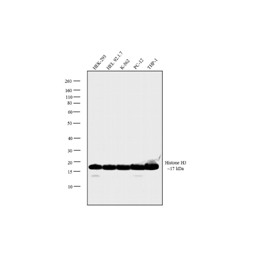 52916. HISTONE H3 ANTIBODY (E.960.2) 100UL - PIERCE