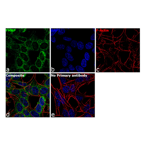 26879. FMRP MONOCLONAL ANTIBODY (4G9) 100UL INVITROGEN
