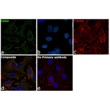 22471. COX4 MONOCLONAL ANTIBODY (GT6310) 100UL INVITROGEN