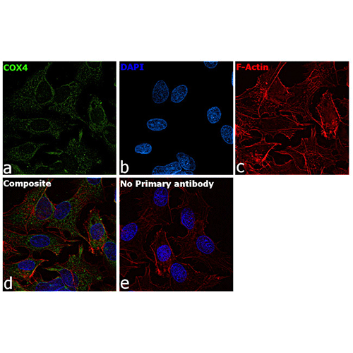 22471. COX4 MONOCLONAL ANTIBODY (GT6310) 100UL INVITROGEN