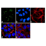 26892. ICAM-1 MONOCLONAL ANTIBODY (1A29) 500UG INVITROGEN