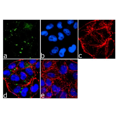 26892. ICAM-1 MONOCLONAL ANTIBODY (1A29) 500UG INVITROGEN