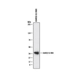 7534. SARS-COV-2 SPIKE RBD ANTIBODY 100UG - R&D SYSTEMS