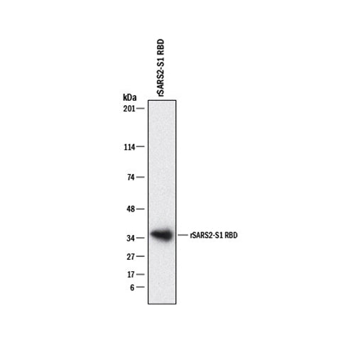 7534. SARS-COV-2 SPIKE RBD ANTIBODY 100UG - R&D SYSTEMS