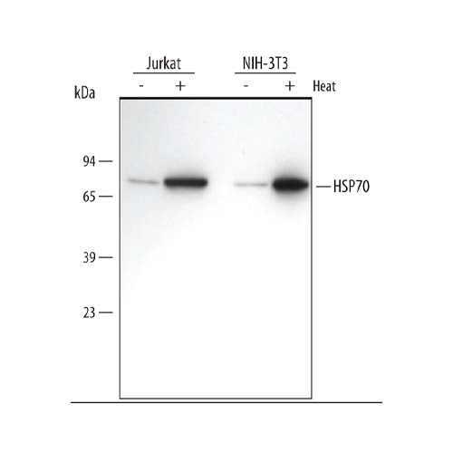 21074. HUMAN/MOUSE/RAT HSP70/HSPA1A ANTIBODY 100UG - R&D SYSTEMS