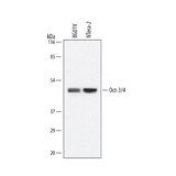 18195. HUMAN MOUSE OCT 3/4 ANTIBODY 100UG - R&D SYSTEMS