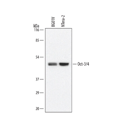 18195. HUMAN MOUSE OCT 3/4 ANTIBODY 100UG - R&D SYSTEMS