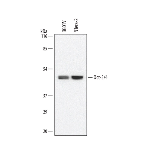 18195. HUMAN MOUSE OCT 3/4 ANTIBODY 100UG - R&D SYSTEMS