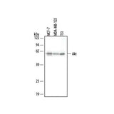 20521. HUMAN/MOUSE/RAT AKT PAN SPECIFIC ANTIBODY 100UG - R&D SYSTEMS