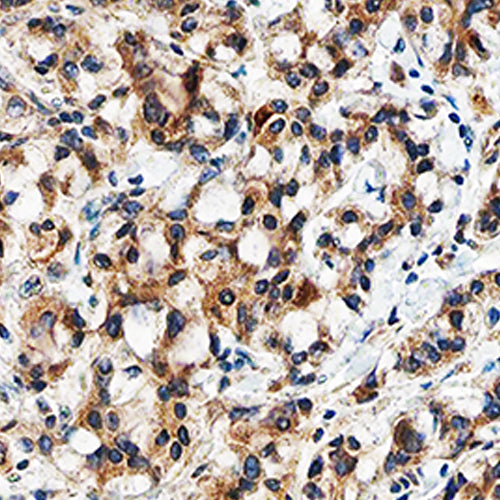 55468. TGF-BETA 3 ANTIBODY 500UG - R&D SYSTEMS