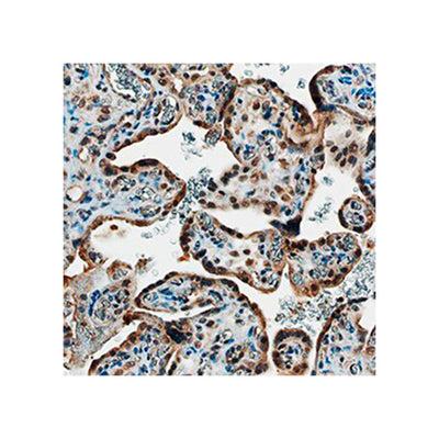 7536. HUMAN VEG 165B ANTIBODY 25UG - R&D SYSTEMS