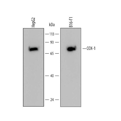 26610. HUMAN/MOUSE COX-1 ANTIBODY 25UG R&D SYSTEMS