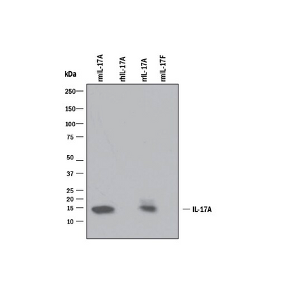 55467. MOUSE IL-17/IL-17A ANTIBODY 500UG - R&D SYSTEMS