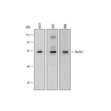 22024. HUMAN/MOUSE/RAT BECLIN 1 ANTIBODY 100UG - R&D SYSTEMS