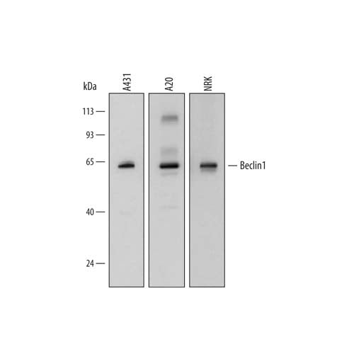 22024. HUMAN/MOUSE/RAT BECLIN 1 ANTIBODY 100UG - R&D SYSTEMS