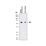 15836. HUMAN BPI ANTIBODY 100UG - R&D SYSTEMS