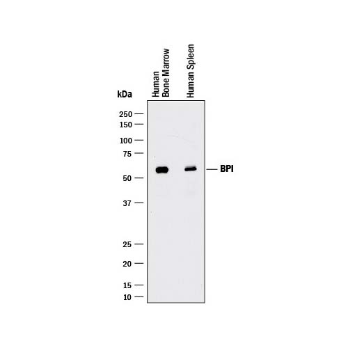 15836. HUMAN BPI ANTIBODY 100UG - R&D SYSTEMS