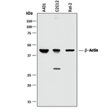 5832. HUMAN/MOUSE/RAT BETA-ACTIN ANTIBODY 100UG - R&D SYSTEMS