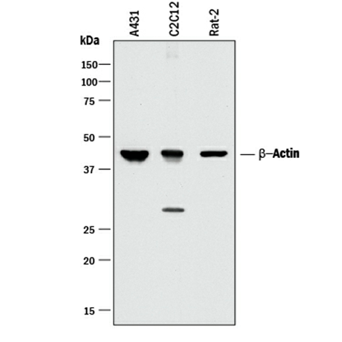 5832. HUMAN/MOUSE/RAT BETA-ACTIN ANTIBODY 100UG - R&D SYSTEMS