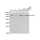 20408. CYP1A1 POLYCLONAL ANTIBODY 0.05ML - MY BIOSOURCE