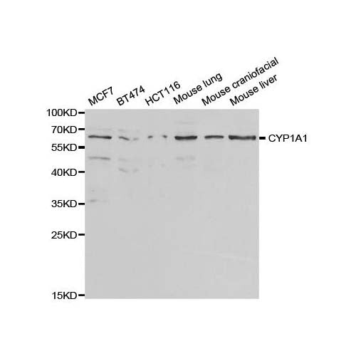 20408. CYP1A1 POLYCLONAL ANTIBODY 0.05ML - MY BIOSOURCE