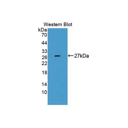 20404. ZUOTIN RELATED FACTOR 1 (ZRF1) POLYCLONAL ANTIBODY 1ML - MY BIOSOURCE