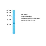 21043. RABBIT CADPS POLYCLONAL ANTIBODY 0.1ML MY - BIOSOURCE