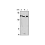 20409. RABBIT PER1 POLYCLONAL ANTIBODY 0.2ML - MY BIOSOURCE