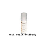 15801. PGC1 ALPHA (PGC1A) POLYCLONAL ANTIBODY 0.2ML - MY BIOSOURCE