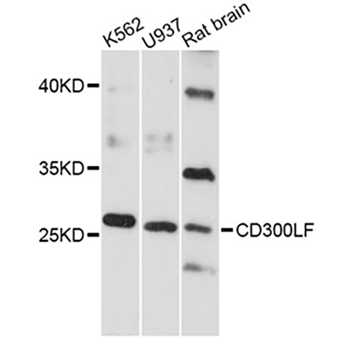 5706. ANTI-CD300LF ANTIBODY RABBIT CD300LF POLYCLONAL ANTIBODY 0.1ML - MY BIOSOURCE