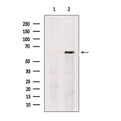 4940. RABBIT PAX7 POLYCLONAL ANTIBODY 0.1ML - MY BIOSOURCE