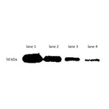 15804. IPKINE HRP, MOUSE ANTI-RABBIT IGG HCS SECONDARY ANTIBODY 0.5ML - MY BIOSOURCE