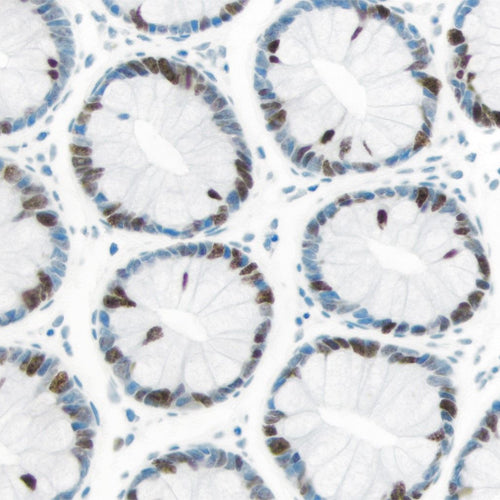 5288. IMMPRESS EXCEL AMPLIFIED POLYMER STAINING KIT, ANTI-RABBIT IGG, PEROXIDASE 15ML - VECTOR