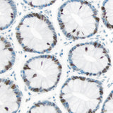 5289. IMMPRESS EXCEL AMPLIFIED POLYMER STAINING KIT, ANTI-RABBIT IGG, PEROXIDASE 50ML - VECTOR