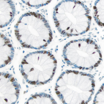 5289. IMMPRESS EXCEL AMPLIFIED POLYMER STAINING KIT, ANTI-RABBIT IGG, PEROXIDASE 50ML - VECTOR
