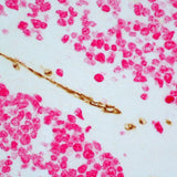 5292. IMMPRESS DUET DOUBLE STAINING POLYMER KIT (HRP ANTI-MOUSE IGG-BROWN, AP ANTI-RABBIT IGG-MAGENTA) - VECTOR