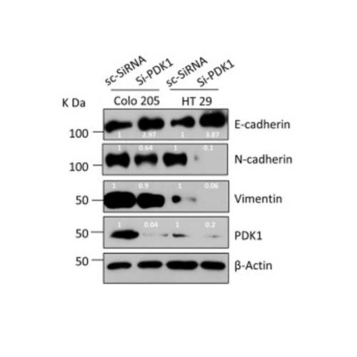 21706. GOAT ANTI-MOUSE IGG (H+L) SECONDARY ANTIBODY 1ML - NOVUS BIOLOGICALS
