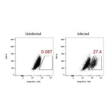 4949. FLAVIVIRUS GROUP ANTIGEN ANTIBODY (D1-4G2-4-15 (4G2)) 0.2MG - NOVUS BIOLOGICALS