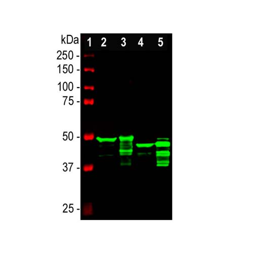 15753. GFAP POLYCLONAL ANTIBODY 100UL - INVITROGEN