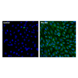 26906. LAMP2 POLYCLONAL ANTIBODY 100UL INVITROGEN