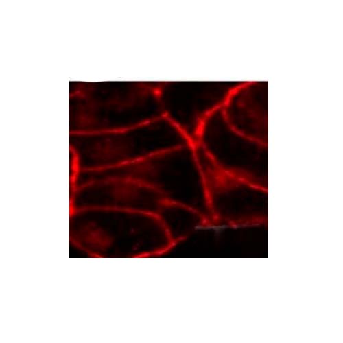 21868. CANNABINOID RECEPTOR 1 POLYCLONAL ANTIBODY 100UL - INVITROGEN