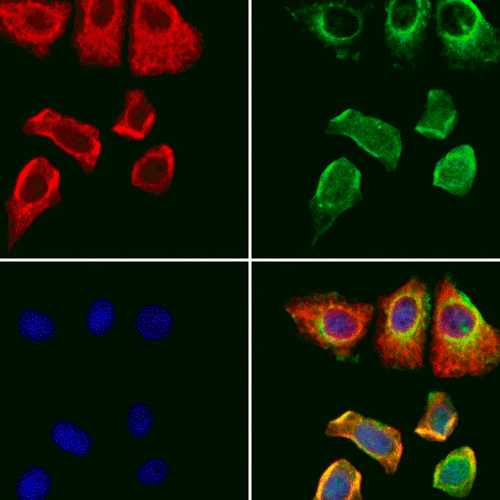 26887. GPX4 POLYCLONAL ANTIBODY 100UL INVITROGEN