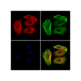 18024. ANTIBODY POLYCLONAL SLC7A5 100UL - INVITROGEN