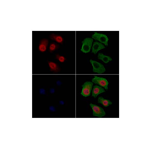 21871. PHOSPHO-FOXO3A (SER253) POLYCLONAL ANTIBODY 100UL - INVITROGEN