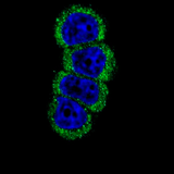 26876. ERBB2 (HER-2) POLYCLONAL ANTIBODY 400UL INVITROGEN