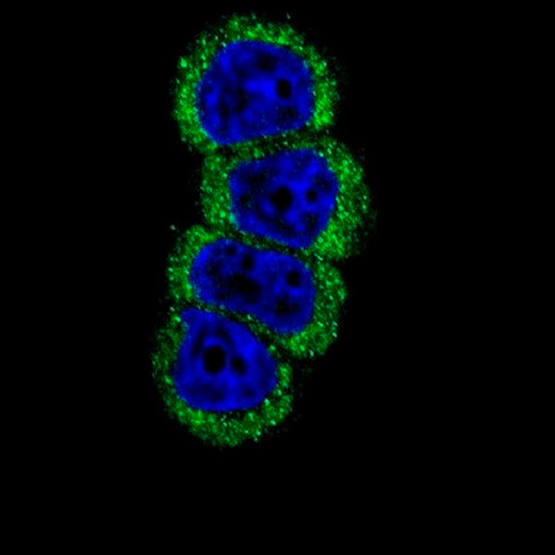 26876. ERBB2 (HER-2) POLYCLONAL ANTIBODY 400UL INVITROGEN