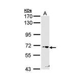 7548. C-KIT POLYCLONAL ANTIBODY 500UL - INVITROGEN