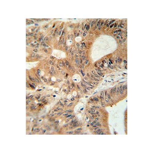 20381. MRP3-ANTIBODY 400UL - INVITROGEN