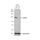 26858. ADAM17 POLYCLONAL ANTIBODY 100UL INVITROGEN