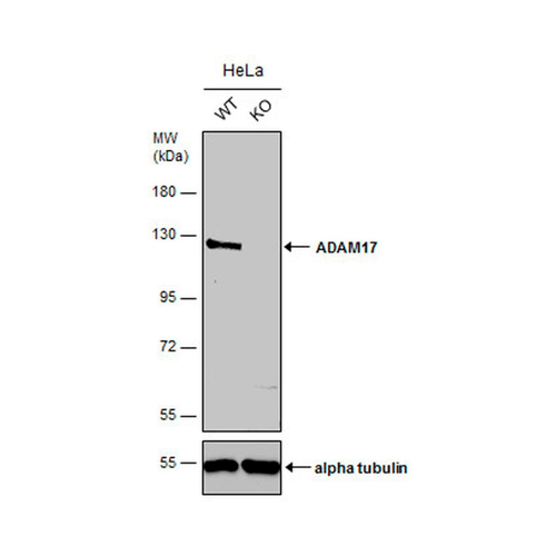 26858. ADAM17 POLYCLONAL ANTIBODY 100UL INVITROGEN